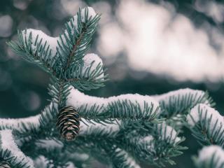 spruce, cones, snow Wallpaper
