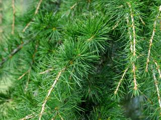 spruce, pine, branches wallpaper