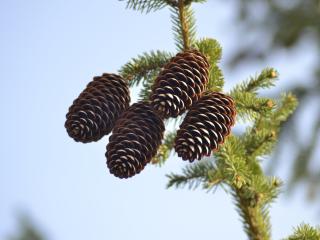 spruce, pine cones, pine wallpaper