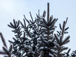 spruce, pine, snow Wallpaper