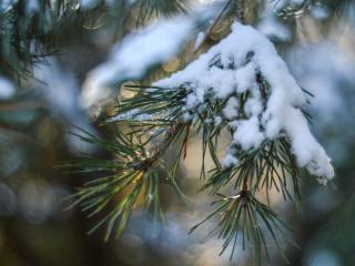 spruce, snow, branch Wallpaper