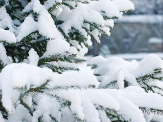 spruce, snow, winter Wallpaper