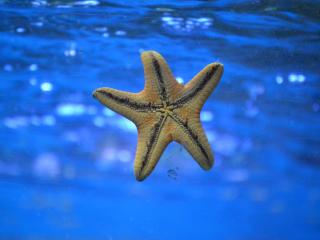starfish, underwater, swim Wallpaper
