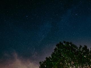 starry sky, tree, night Wallpaper