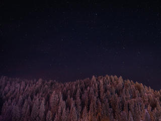 Stars Trees Night Dark Sky Wallpaper