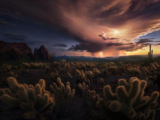 Storm at Cactus Desert Wallpaper