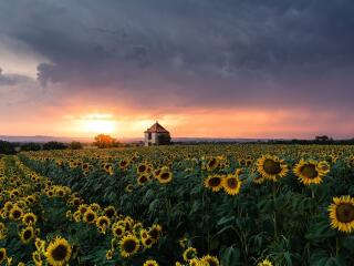Sunflower HD Field wallpaper