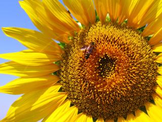 sunflower, petals, bee Wallpaper