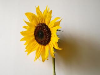 sunflower, shadow, wall Wallpaper