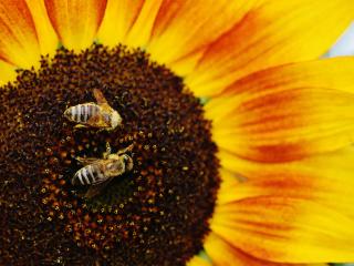 sunflowers, bees, pollination wallpaper