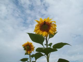 sunflowers, couple, sky Wallpaper