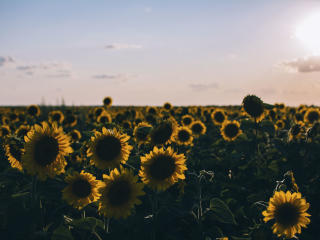 sunflowers, field, evening Wallpaper