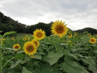 sunflowers, field, foliage wallpaper