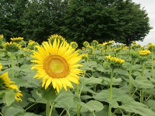 sunflowers, field, greens Wallpaper