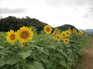 sunflowers, field, road Wallpaper