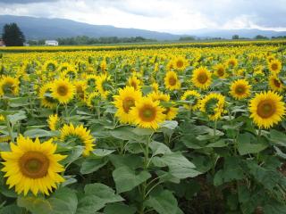 sunflowers, field, summer Wallpaper
