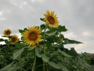 sunflowers, height, field Wallpaper