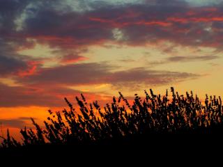sunset, lavender, field Wallpaper