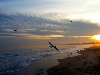sunset, sea, birds wallpaper