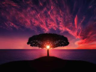 Sunset Tree Red Ocean And Sky wallpaper