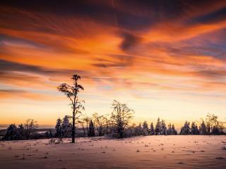 Sunset Winter at Empty Forest wallpaper
