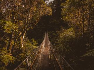 suspension bridge, bridge, trees Wallpaper