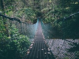 suspension bridge, rope, trees wallpaper