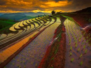 thailand, rice field, landscape wallpaper