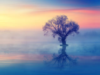 The Lonely Tree wallpaper