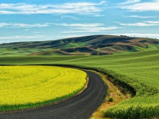 The Road and Green Field Wallpaper