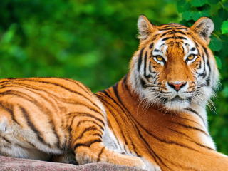tiger, big cat, predator wallpaper