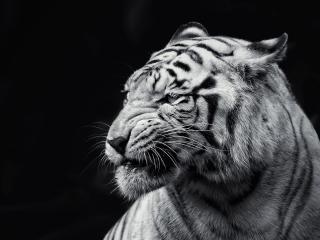 tiger, face, eyes wallpaper