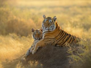 Tiger HD Cub wallpaper