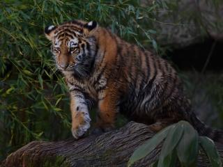 tiger, predator, leaves wallpaper