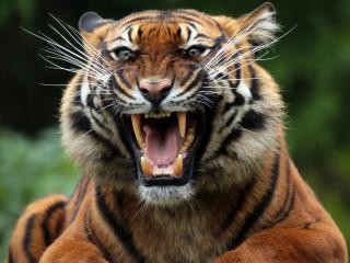 tiger, wild cat, predator wallpaper