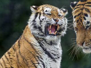 tigers, tiger, teeth wallpaper