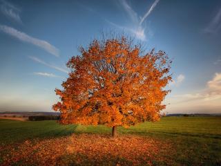 tree, autumn, field wallpaper