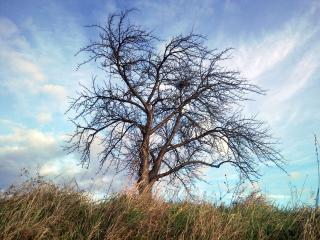 tree, autumn, wind Wallpaper
