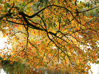 tree, branches, autumn wallpaper