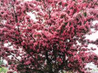 tree, cherry, flowering wallpaper