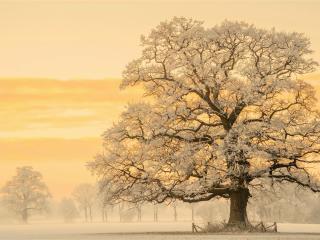 Tree In Snow Winter Sunset wallpaper