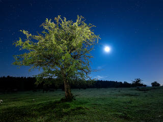 tree, night, starry sky Wallpaper
