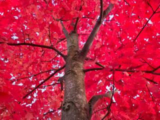 tree, red, branches Wallpaper