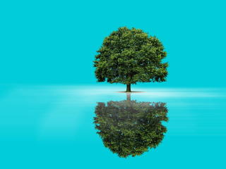 tree, reflection, background wallpaper