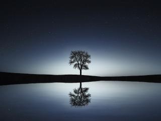tree, reflection, water wallpaper