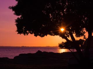 tree, sunset, beach Wallpaper