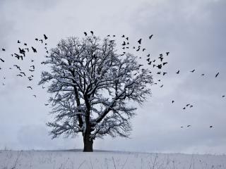 tree, winter, birds Wallpaper