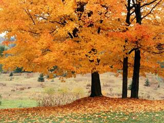 trees, autumn, fallen wallpaper