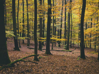 trees, autumn, foliage Wallpaper