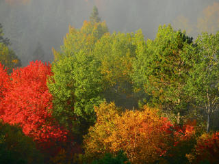 trees, autumn, foliage wallpaper